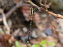 Choristhemis flavoterminata male-3274